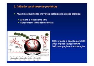 3. Inibição da síntese de proteínas
 Atuam seletivamente em vários estágios da síntese protéica
 Afetam o ribossomo 70S
 Apresentam toxicidade seletiva
30S: impede a ligação com 50S
30S: impede ligação RNAt
50S: elongação e translocação
 