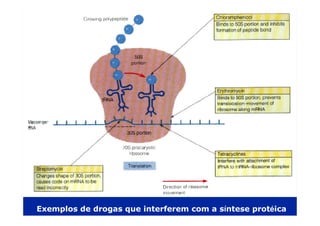 Exemplos de drogas que interferem com a síntese protéica
 