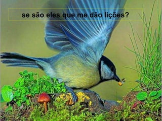 se são eles que me dão lições?