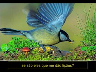 se são eles que me dão lições? 