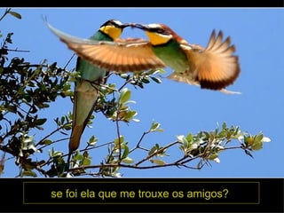 se foi ela que me trouxe os amigos?  