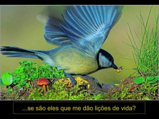 ...se são eles que me dão lições de vida?