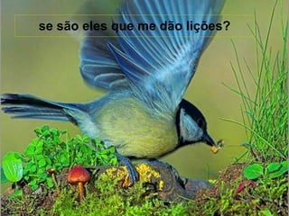 se são eles que me dão lições? 