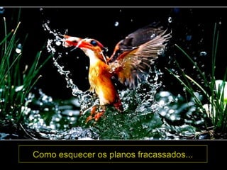 Como esquecer os planos fracassados...