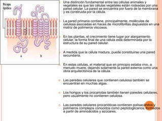  Una distinción fundamental entre las células animales y
vegetales es que las células vegetales están rodeadas por una
pared celular. La pared se encuentra por fuera de la membrana
y es construida por la célula.
 La pared primaria contiene, principalmente, moléculas de
celulosa asociadas en haces de microfibrillas dispuestos en una
matriz de polímeros viscosos.
 En las plantas, el crecimiento tiene lugar por alargamiento
celular, la forma final de una célula está determinada por la
estructura de su pared celular.
 A medida que la célula madura, puede constituirse una pared
secundaria.
 En estas células, el material que en principio estaba vivo, a
menudo muere, dejando solamente la pared externa como una
obra arquitectónica de la célula.
 Las paredes celulares que contienen celulosa también se
encuentran en muchas algas.
 Los hongos y los procariotas también tienen paredes celulares,
pero usualmente no contienen celulosa.
 Las paredes celulares procarióticas contienen polisacáridos y
polímeros complejos conocidos como peptidoglicanos, formados
a partir de aminoácidos y azúcares.
 
