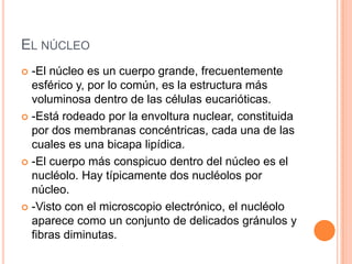 EL NÚCLEO
 -El núcleo es un cuerpo grande, frecuentemente
esférico y, por lo común, es la estructura más
voluminosa dentro de las células eucarióticas.
 -Está rodeado por la envoltura nuclear, constituida
por dos membranas concéntricas, cada una de las
cuales es una bicapa lipídica.
 -El cuerpo más conspicuo dentro del núcleo es el
nucléolo. Hay típicamente dos nucléolos por
núcleo.
 -Visto con el microscopio electrónico, el nucléolo
aparece como un conjunto de delicados gránulos y
fibras diminutas.
 