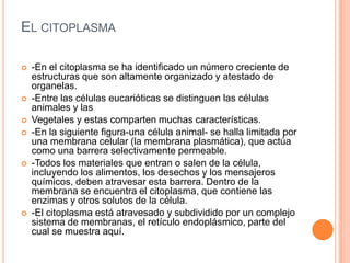 EL CITOPLASMA
 -En el citoplasma se ha identificado un número creciente de
estructuras que son altamente organizado y atestado de
organelas.
 -Entre las células eucarióticas se distinguen las células
animales y las
 Vegetales y estas comparten muchas características.
 -En la siguiente figura-una célula animal- se halla limitada por
una membrana celular (la membrana plasmática), que actúa
como una barrera selectivamente permeable.
 -Todos los materiales que entran o salen de la célula,
incluyendo los alimentos, los desechos y los mensajeros
químicos, deben atravesar esta barrera. Dentro de la
membrana se encuentra el citoplasma, que contiene las
enzimas y otros solutos de la célula.
 -El citoplasma está atravesado y subdividido por un complejo
sistema de membranas, el retículo endoplásmico, parte del
cual se muestra aquí.
 