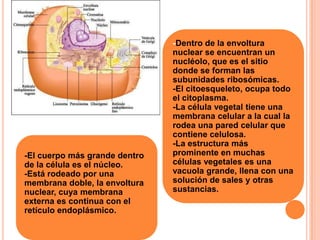 -El cuerpo más grande dentro
de la célula es el núcleo.
-Está rodeado por una
membrana doble, la envoltura
nuclear, cuya membrana
externa es continua con el
retículo endoplásmico.
-Dentro de la envoltura
nuclear se encuentran un
nucléolo, que es el sitio
donde se forman las
subunidades ribosómicas.
-El citoesqueleto, ocupa todo
el citoplasma.
-La célula vegetal tiene una
membrana celular a la cual la
rodea una pared celular que
contiene celulosa.
-La estructura más
prominente en muchas
células vegetales es una
vacuola grande, llena con una
solución de sales y otras
sustancias.
 
