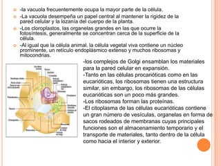  -la vacuola frecuentemente ocupa la mayor parte de la célula.
 -La vacuola desempeña un papel central al mantener la rigidez de la
pared celular y la lozanía del cuerpo de la planta.
 -Los cloroplastos, las organelas grandes en las que ocurre la
fotosíntesis, generalmente se concentran cerca de la superficie de la
célula.
 -Al igual que la célula animal, la célula vegetal viva contiene un núcleo
prominente, un retículo endoplásmico extenso y muchos ribosomas y
mitocondrias.
-los complejos de Golgi ensamblan los materiales
para la pared celular en expansión.
-Tanto en las células procarióticas como en las
eucarióticas, los ribosomas tienen una estructura
similar, sin embargo, los ribosomas de las células
eucarióticas son un poco más grandes.
-Los ribosomas forman las proteínas.
-El citoplasma de las células eucarióticas contiene
un gran número de vesículas, organelas en forma de
sacos rodeados de membranas cuyas principales
funciones son el almacenamiento temporario y el
transporte de materiales, tanto dentro de la célula
como hacia el interior y exterior.
 