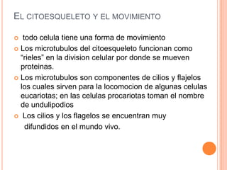 EL CITOESQUELETO Y EL MOVIMIENTO
 todo celula tiene una forma de movimiento
 Los microtubulos del citoesqueleto funcionan como
“rieles” en la division celular por donde se mueven
proteinas.
 Los microtubulos son componentes de cilios y flajelos
los cuales sirven para la locomocion de algunas celulas
eucariotas; en las celulas procariotas toman el nombre
de undulipodios
 Los cilios y los flagelos se encuentran muy
difundidos en el mundo vivo.
 