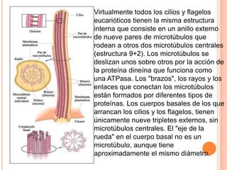  Virtualmente todos los cilios y flagelos
eucarióticos tienen la misma estructura
interna que consiste en un anillo externo
de nueve pares de microtúbulos que
rodean a otros dos microtúbulos centrales
(estructura 9+2). Los microtúbulos se
deslizan unos sobre otros por la acción de
la proteína dineína que funciona como
una ATPasa. Los "brazos", los rayos y los
enlaces que conectan los microtúbulos
están formados por diferentes tipos de
proteínas. Los cuerpos basales de los que
arrancan los cilios y los flagelos, tienen
únicamente nueve tripletes externos, sin
microtúbulos centrales. El "eje de la
rueda" en el cuerpo basal no es un
microtúbulo, aunque tiene
aproximadamente el mismo diámetro.
 