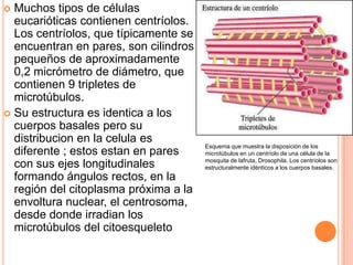  Muchos tipos de células
eucarióticas contienen centríolos.
Los centríolos, que típicamente se
encuentran en pares, son cilindros
pequeños de aproximadamente
0,2 micrómetro de diámetro, que
contienen 9 tripletes de
microtúbulos.
 Su estructura es identica a los
cuerpos basales pero su
distribucion en la celula es
diferente ; estos estan en pares
con sus ejes longitudinales
formando ángulos rectos, en la
región del citoplasma próxima a la
envoltura nuclear, el centrosoma,
desde donde irradian los
microtúbulos del citoesqueleto
Esquema que muestra la disposición de los
microtúbulos en un centríolo de una célula de la
mosquita de lafruta, Drosophila. Los centríolos son
estructuralmente idénticos a los cuerpos basales.
 