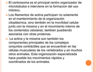  El centrosoma es el principal centro organizador de
microtúbulos e interviene en la formacion del uso
mitotico.
 Los filamentos de actina participan no solamente
en el mantenimiento de la organización
citoplásmica, sino también en la movilidad celular
junto con la miosina y en el movimiento interno de
los contenidos celulares; tambien puediendo
asociarse con otras proteinas.
 La actina y la miosina son también los
componentes principales de los complejos
conjuntos contráctiles que se encuentran en las
células musculares de los vertebrados y en muchos
otros animales. Esta organización especializada
hace posible los movimientos rápidos y
coordinados de los animales.
 