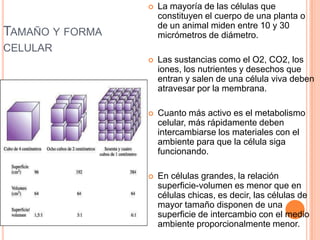 TAMAÑO Y FORMA
CELULAR
 La mayoría de las células que
constituyen el cuerpo de una planta o
de un animal miden entre 10 y 30
micrómetros de diámetro.
 Las sustancias como el O2, CO2, los
iones, los nutrientes y desechos que
entran y salen de una célula viva deben
atravesar por la membrana.
 Cuanto más activo es el metabolismo
celular, más rápidamente deben
intercambiarse los materiales con el
ambiente para que la célula siga
funcionando.
 En células grandes, la relación
superficie-volumen es menor que en
células chicas, es decir, las células de
mayor tamaño disponen de una
superficie de intercambio con el medio
ambiente proporcionalmente menor.
 