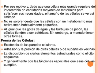  Por ese motivo y, dado que una célula más grande requiere del
intercambio de cantidades mayores de materiales para
satisfacer sus necesidades, el tamaño de las células se ve así
limitado.
 No es sorprendente que las células con un metabolismo más
activo sean habitualmente pequeñas.
 Al igual que las gotas de agua y las burbujas de jabón, las
células tienden a ser esféricas. Sin embargo, a menudo tienen
otras formas.
Forma de las Células:
 Existencia de las paredes celulares.
 Adhesión y la presión de otras células o de superficies vecinas.
 La disposición de ciertos elementos estructurales como el cito
esqueleto.
 Y generalmente con las funciones especiales que esas células
cumplen.
 
