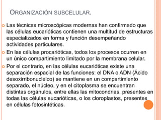 ORGANIZACIÓN SUBCELULAR.
 Las técnicas microscópicas modernas han confirmado que
las células eucarióticas contienen una multitud de estructuras
especializados en forma y función desempeñando
actividades particulares.
 En las células procarióticas, todos los procesos ocurren en
un único compartimiento limitado por la membrana celular.
 Por el contrario, en las células eucarióticas existe una
separación espacial de las funciones: el DNA o ADN (Ácido
desoxirribonucleico) se mantiene en un compartimiento
separado, el núcleo, y en el citoplasma se encuentran
distintas orgánulos, entre ellas las mitocondrias, presentes en
todas las células eucarióticas, o los cloroplastos, presentes
en células fotosintéticas.
 