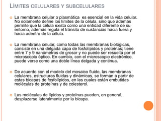 LÍMITES CELULARES Y SUBCELULARES
 La membrana celular o plasmática es esencial en la vida celular.
No solamente define los límites de la célula, sino que además
permite que la célula exista como una entidad diferente de su
entorno, además regula el tránsito de sustancias hacia fuera y
hacia adentro de la célula.
 La membrana celular, como todas las membranas biológicas,
consiste en una delgada capa de fosfolípidos y proteínas; tiene
entre 7 y 9 nanómetros de grosor y no puede ser resuelta por el
microscopio óptico. En cambio, con el microscopio electrónico,
puede verse como una doble línea delgada y continua.
 De acuerdo con el modelo del mosaico fluido, las membranas
celulares, estructuras fluidas y dinámicas, se forman a partir de
estas bicapas de fosfolípidos, en las cuales están embutidas
moléculas de proteínas y de colesterol.
 Las moléculas de lípidos y proteínas pueden, en general,
desplazarse lateralmente por la bicapa.
 