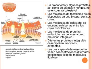  En procariotas y algunos protistas,
así como en plantas y hongos, no
se encuentra colesterol.
 Las moléculas de fosfolípido están
dispuestas en una bicapa, con sus
colas.
 Las moléculas de colesterol se
encuentran insertas entre las
colas hidrofóbicas.
 Las moléculas de proteína
embutidas, se conocen como
proteínas integrales.
 Diferentes proteínas integrales
desempeñan funciones
diferentes.
 Las dos capas de la membrana
tienen concentraciones diferentes
de distintos tipos de moléculas
lipídicas.
Modelo de la membrana plasmática
de una célula animal, determinado a
partir de fotomicrografías
electrónicas
y datos
 