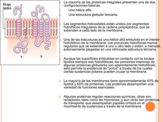  La mayoría de las proteínas integrales presentan una de dos
configuraciones básicas:
1. Una hélice alfa.
2. Una estructura globular terciaria.
 Los segmentos helicoidales están unidos por segmentos
hidrofílicos irregulares de la cadena polipeptídica, que se
extienden a cada lado de la membrana.
 Una de las estructuras es una hélice alfa embutida en el interior
hidrofóbico de la membrana, con porciones hidrofílicas menos
regulares que se extienden a uno u otro lado y están, a menudo,
extensamente plegadas en una intrincada estructura terciaria.
 Aunque las superficies embutidas en contacto con la bicapa
lipídica siempre son hidrofóbicas, las porciones interiores de
algunas proteínas globulares son aparentemente hidrofílicas;
esto permite la existencia de "poros" a través de los cuales
ciertas sustancias polares pueden cruzar la membrana.
 La mayoría de las membranas tiene aproximadamente 40% de
lípidos y 60% de proteínas, Las proteínas desempeñan una
variedad de funciones esenciales.
 Algunas proteínas regulan reacciones químicas, otras son
receptores, tales como las hormonas; y aun otras son proteínas
de transporte, que desempeñan papeles críticos en el
movimiento de sustancias a través de la membrana.
 