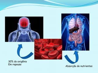 30% do oxigênio
Em repouso
Absorção de nutrientes
 