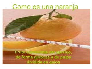 Como es una naranja
Fruto comestible del naranjo,
de forma globosa y de pulpa
dividida en gajos
 