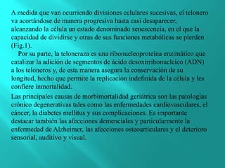 A medida que van ocurriendo divisiones celulares sucesivas, el telonero
va acortándose de manera progresiva hasta casi desaparecer,
alcanzando la célula un estado denominado senescencia, en el que la
capacidad de dividirse y otras de sus funciones metabólicas se pierden
(Fig.1).
Por su parte, la teloneraza es una ribonucleoproteina enzimático que
catalizar la adición de segmentos de ácido desoxirribonucleico (ADN)
a los teloneros y, de esta manera asegura la conservación de su
longitud, hecho que permite la replicación indefinida de la célula y les
confiere inmortalidad.
Las principales causas de morbimortalidad geriátrica son las patologías
crónico degenerativas tales como las enfermedades cardiovasculares, el
cáncer, la diabetes mellitus y sus complicaciones. Es importante
destacar también las afecciones demenciales y particularmente la
enfermedad de Alzheimer, las afecciones osteoarticulares y el deterioro
sensorial, auditivo y visual.
 