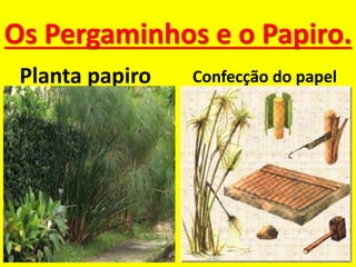 Os Pergaminhos e o Papiro.
Planta papiro Confecção do papel
 
