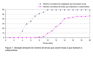 Resultados:Figura 1. Variação temporal do número de larvas que cavam tocas e que realizam a metamorfose