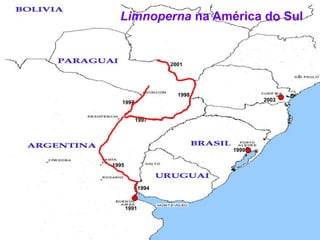 Limnoperna na América do Sul200119982003199719971999199519941991