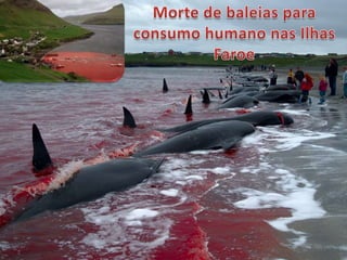 Morte de baleias para consumo humano nas Ilhas Faroe