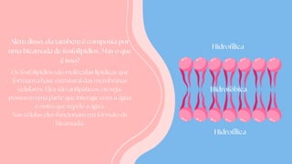 Além disso, ela tambem é composta por
uma bicamada de fosfolipídios. Mas o que
é isso?
Os fosfolipídios são moléculas lipídicas que
formam a base estrutural das membranas
celulares. Eles são anfipáticos, ou seja,
possuem uma parte que interage com a água
e outra que repele a água.
Nas células eles funcionam em formato de
bicamada.
Hidrofóbica
Hidrofílica
Hidrofílica
 