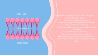 Hidrofóbica
Hidrofílica
Hidrofílica Um fosfolipídio é formado por duas partes principais:
1. Cabeça Hidrofílica (polar)
É a parte que interage com a água.
Contém um grupo fosfato ligado a uma molécula
polar (como colina ou serina).
Por ser carregada eletricamente, é atraída pela água
(meio aquoso).
2. Caudas Hidrofóbicas (apolares)
Duas cadeias de ácidos graxos (gorduras).
São repelentes à água, pois não têm carga elétrica.
Ficam voltadas para o interior da bicamada, longe da
água.
 