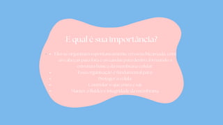 E qual é sua importância?
Eles se organizam espontaneamente em uma bicamada, com
as cabeças para fora e as caudas para dentro, formando a
estrutura básica da membrana celular.
Essa organização é fundamental para:
Proteger a célula.
Controlar o que entra e sai.
Manter a fluidez e integridade da membrana.
 