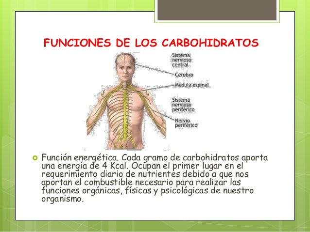 carbohidratos en el cuerpo