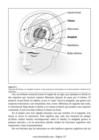 Figura 8-1:
Situación del tálamo y la amígdala respecto a otras estructuras relacionadas con el procesamiento cerebral de las
emociones
Así, un estímulo sensorial (como el rugido de un tigre, por ejemplo) se divide en
dos impulsos que recorren caminos diferentes después de pasar por el tálamo. El
primero, al que llamó vía rápida, va por el “atajo” hacia la amígdala, que genera una
respuesta emocional y casi instantánea: huir, correr. Milésimas de segundo más tarde,
la información llega desde el tálamo a la corteza cerebral, que produce una respuesta
controlada. A este recorrido LeDoux lo llamó vía lenta.
En el primer caso (vía rápida) actuamos casi por instinto; en el segundo, (vía
lenta) se activa la conciencia. Esto significa que, ante una situación de peligro
(LeDoux realizó muchas investigaciones sobre el miedo), la amígdala genera la
primera reacción, y no la neocorteza (donde residen las funciones cognitivas más
importantes, como el pensamiento).
Por eso decimos que las emociones no sólo implican aspectos cognitivos (en los
www.lectulandia.com - Página 117
 