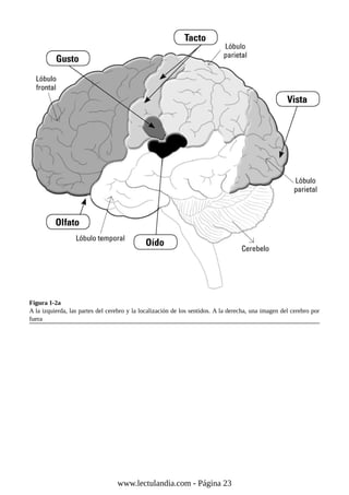 Figura 1-2a
A la izquierda, las partes del cerebro y la localización de los sentidos. A la derecha, una imagen del cerebro por
fuera
www.lectulandia.com - Página 23
 