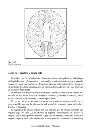 Figura 1-2b
El cerebro por fuera
Cómo es el cerebro y dónde está
El cerebro está dentro del cráneo. Es una especie de masa gelatinosa rodeada por
un líquido llamado cefalorraquídeo cuya función principal es sostenerlo y protegerlo.
Cuando se extrae este líquido, se observa un tejido de color gris rosáceo compuesto
por millones de células nerviosas que se conectan formando las redes que controlan
las funciones de la mente.
Si pudieras presenciar una clase de anatomía cerebral, verías que el cerebro está
dividido en dos partes, llamadas hemisferio izquierdo y hemisferio derecho, unidas
por una estructura que se conoce como cuerpo calloso.
El cuerpo calloso actúa como un puente que comunica ambos hemisferios: es
imprescindible para que la información del hemisferio izquierdo pueda utilizarla el
derecho, y viceversa.
La superficie de ambos hemisferios está cubierta por la corteza cerebral, una
pequeña capa de unos 2,6 milímetros de espesor. Normalmente, su espesor se
compara con el de un pañuelo de hilo o la piel fina de una fruta, como una manzana o
una pera. A pesar de su reducido tamaño, en esta parte del cerebro se calcula que hay
www.lectulandia.com - Página 24
 
