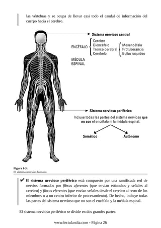 las vértebras y se ocupa de llevar casi todo el caudal de información del
cuerpo hacia el cerebro.
Figura 1-3:
El sistema nervioso humano
El sistema nervioso periférico está compuesto por una ramificada red de
nervios formados por fibras aferentes (que envían estímulos y señales al
cerebro) y fibras eferentes (que envían señales desde el cerebro al resto de los
miembros o a un centro inferior de procesamiento). De hecho, incluye todas
las partes del sistema nervioso que no son el encéfalo y la médula espinal.
El sistema nervioso periférico se divide en dos grandes partes:
www.lectulandia.com - Página 26
 