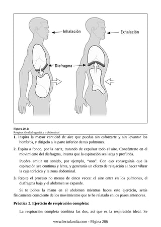 Figura 20-2:
Respiración diafragmática o abdominal
1. Inspira la mayor cantidad de aire que puedas sin esforzarte y sin levantar los
hombros, y dirígelo a la parte inferior de tus pulmones.
2. Espira a fondo, por la nariz, tratando de expulsar todo el aire. Concéntrate en el
movimiento del diafragma, intenta que la espiración sea larga y profunda.
Puedes emitir un sonido, por ejemplo, “ooo”. Con eso conseguirás que la
espiración sea continua y lenta, y generarás un efecto de relajación al hacer vibrar
la caja torácica y la zona abdominal.
3. Repite el proceso no menos de cinco veces: el aire entra en los pulmones, el
diafragma baja y el abdomen se expande.
Si te pones la mano en el abdomen mientras haces este ejercicio, serás
físicamente consciente de los movimientos que te he relatado en los pasos anteriores.
Práctica 2. Ejercicio de respiración completa:
La respiración completa combina las dos, así que es la respiración ideal. Se
www.lectulandia.com - Página 286
 