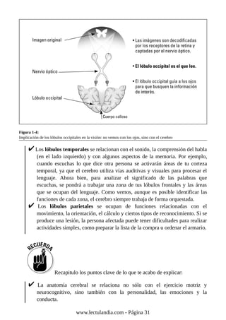 Figura 1-4:
Implicación de los lóbulos occipitales en la visión: no vemos con los ojos, sino con el cerebro
Los lóbulos temporales se relacionan con el sonido, la comprensión del habla
(en el lado izquierdo) y con algunos aspectos de la memoria. Por ejemplo,
cuando escuchas lo que dice otra persona se activarán áreas de tu corteza
temporal, ya que el cerebro utiliza vías auditivas y visuales para procesar el
lenguaje. Ahora bien, para analizar el significado de las palabras que
escuchas, se pondrá a trabajar una zona de tus lóbulos frontales y las áreas
que se ocupan del lenguaje. Como vemos, aunque es posible identificar las
funciones de cada zona, el cerebro siempre trabaja de forma orquestada.
Los lóbulos parietales se ocupan de funciones relacionadas con el
movimiento, la orientación, el cálculo y ciertos tipos de reconocimiento. Si se
produce una lesión, la persona afectada puede tener dificultades para realizar
actividades simples, como preparar la lista de la compra u ordenar el armario.
Recapitulo los puntos clave de lo que te acabo de explicar:
La anatomía cerebral se relaciona no sólo con el ejercicio motriz y
neurocognitivo, sino también con la personalidad, las emociones y la
conducta.
www.lectulandia.com - Página 31
 