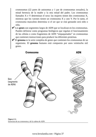 cromosomas (22 pares de autosomas y 1 par de cromosomas sexuales), la
mitad herencia de la madre y la otra mitad del padre. Los cromosomas
llamados X e Y determinan el sexo: las mujeres tienen dos cromosomas X,
mientras que los varones tienen un cromosoma X y uno Y. Por lo tanto, el
cromosoma masculino determina si el ser que se está gestando será niño o
niña.
Los genes son segmentos largos de ADN que se localizan en los cromosomas.
Pueden definirse como programas biológicos que regulan el funcionamiento
de las células o como fragmentos de ADN “empaquetados” en cromosomas
que contienen instrucciones para producir las diferentes proteínas.
El genoma es la serie completa de genes que contienen los cromosomas de un
organismo. El genoma humano está compuesto por unos veintiocho mil
genes.
Figura 2-1:
Estructura de un cromosoma y de la cadena de ADN
www.lectulandia.com - Página 37
 