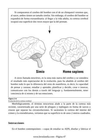 Si comparamos el cerebro del hombre con el de un chimpancé veremos que,
al nacer, ambos tienen un tamaño similar. Sin embargo, el cerebro del hombre se
expandirá de forma extraordinaria: al llegar a la vida adulta, su corteza cerebral
ocupará una superficie dos veces mayor que la del primate.
A veces llamada neocórtex, es la zona más nueva del cerebro y se considera
el resultado más espectacular de la evolución, pues ha añadido al cerebro del
hombre todo lo que lo diferencia del resto de mamíferos, es decir, la capacidad
de pensar y razonar, estudiar y aprender, planificar y decidir, crear e innovar,
comunicarse con los demás a través del lenguaje y, fundamentalmente, tener
conciencia de sí mismo y de sus emociones.
Figura 2-4:
Evolución de la corteza cerebral
Morfológicamente, el término neocorteza alude a la parte de la corteza más
reciente, caracterizada por una serie de pliegues y repliegues en forma de surcos y
cisuras que separan las circunvoluciones. Si sacáramos la corteza del interior del
cráneo y la extendiéramos, veríamos que su superficie es de unos 2 metros cuadrados.
Interacciones
En el hombre contemporáneo —capaz de estudiar su ADN, diseñar y fabricar el
www.lectulandia.com - Página 47
 