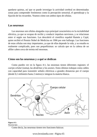 quedarse quietas, así que se puede investigar la actividad cerebral en determinadas
zonas para comprender fenómenos como la percepción sensorial, el aprendizaje y la
fijación de los recuerdos. Veamos cómo son ambos tipos de células.
Las neuronas
Las neuronas son células alargadas cuya principal característica es la excitabilidad
eléctrica, ya que se ocupan de recibir y conducir impulsos nerviosos, y se relacionan
entre sí según sus funciones. Las descubrió el científico español Ramón y Cajal,
quien recibió el Premio Nobel de Medicina en 1906 por este hallazgo. Las funciones
de estas células son muy importantes, ya que de ellas depende la vida, y su estudio es
realmente complicado, pues son pequeñísimas: se calcula que en la cabeza de un
alfiler caben cerca de treinta mil neuronas.
Cómo son las neuronas y a qué se dedican
Como puedes ver en la figura 4-1, las neuronas tienen diferentes regiones: el
cuerpo celular (soma), las dendritas y los axones. Estos últimos trabajan como cables
con capacidad para transmitir señales eléctricas a grandes distancias por el cuerpo
(desde 0,1 milímetro hasta 2 metros) e integran la materia blanca.
Figura 4-1:
Neurona tipo
Como decía, las neuronas tienen tres funciones básicas:
www.lectulandia.com - Página 65
 