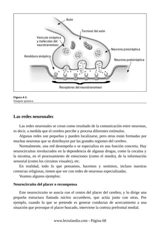Figura 4-2:
Sinapsis química
Las redes neuronales
Las redes neuronales se crean como resultado de la comunicación entre neuronas,
es decir, a medida que el cerebro percibe y procesa diferentes estímulos.
Algunas redes son pequeñas y pueden localizarse, pero otras están formadas por
muchas neuronas que se distribuyen por las grandes regiones del cerebro.
Normalmente, una red desempeña o se especializa en una función concreta. Hay
neurocircuitos involucrados en la dependencia de algunas drogas, como la cocaína y
la nicotina, en el procesamiento de emociones (como el miedo), de la información
sensorial (como los circuitos visuales), etc.
En realidad, todo lo que pensamos, hacemos y sentimos, incluso nuestras
creencias religiosas, tienen que ver con redes de neuronas especializadas.
Veamos algunos ejemplos:
Neurocircuito del placer o recompensa
Este neurocircuito se asocia con el centro del placer del cerebro, y lo dirige una
pequeña estructura llamada núcleo accumbens, que actúa junto con otras. Por
ejemplo, cuando lo que se pretende es generar conductas de acercamiento a una
situación que provoque el placer buscado, interviene la corteza prefrontal medial.
www.lectulandia.com - Página 68
 