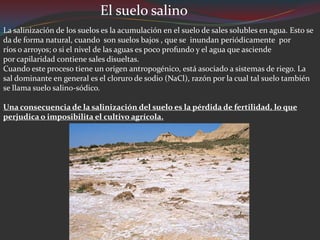 El suelo salino
La salinización de los suelos es la acumulación en el suelo de sales solubles en agua. Esto se
da de forma natural, cuando son suelos bajos , que se inundan periódicamente por
ríos o arroyos; o si el nivel de las aguas es poco profundo y el agua que asciende
por capilaridad contiene sales disueltas.
Cuando este proceso tiene un origen antropogénico, está asociado a sistemas de riego. La
sal dominante en general es el cloruro de sodio (NaCl), razón por la cual tal suelo también
se llama suelo salino-sódico.

Una consecuencia de la salinización del suelo es la pérdida de fertilidad, lo que
perjudica o imposibilita el cultivo agrícola.
 