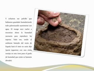 Y   echamos     ese     polvillo    que

habíamos guardado humedeciendo

todo pulverizando suavemente con

agua. El musgo seco vuelve a

encontrar    ahora     la   humedad

necesaria    para     reproducir    las

esporas.    Todo     eso,   unido    al

ambiente húmedo del norte de

España hará el resto en unos días

(quizá juguemos con una cierta

ventaja en esta zona pues el grado

de humedad que existe es bastante

elevado).
 