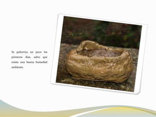 Se pulveriza un poco los
primeros    días,   salvo   que
exista una buena humedad
ambiente.
 