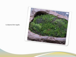 Lo dejamos bien regado.
 