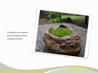El resultado en unos días es
esta bonita capa verde que
acompaña al bonsai.
 