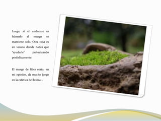 Luego, si el ambiente es
húmedo       el   musgo       se
mantiene solo. Otra cosa es
en verano donde habrá que
“ayudarle”        pulverizando
periódicamente.



El musgo de fibra corta, en
mi opinión, da mucho juego
en la estética del bonsai .
 